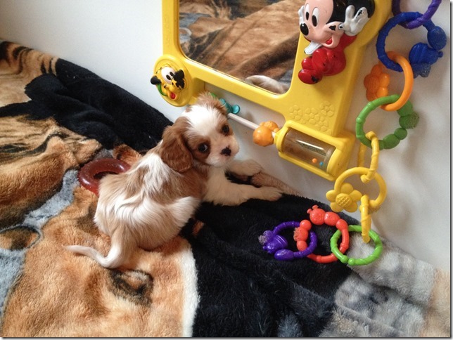 Jersey's girl pup at 7 weeks old.