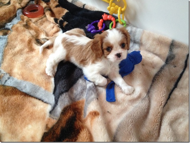 Jersey's girl pup at 7 weeks old.