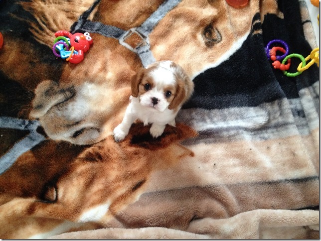Jersey's girl pup at 7 weeks old.