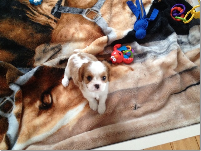 Jersey's girl pup at 7 weeks old.