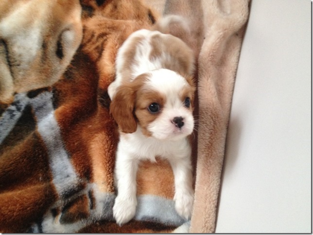Jersey's girl pup at 7 weeks old.