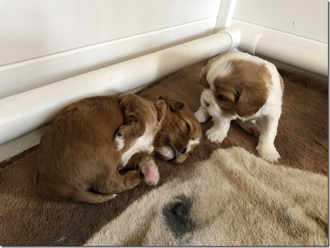 Jersey & King pups at 4 weeks.