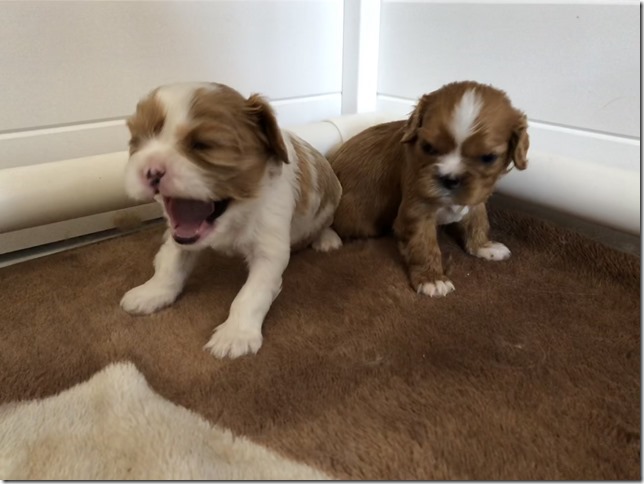 Jersey & King pups at 4 weeks.