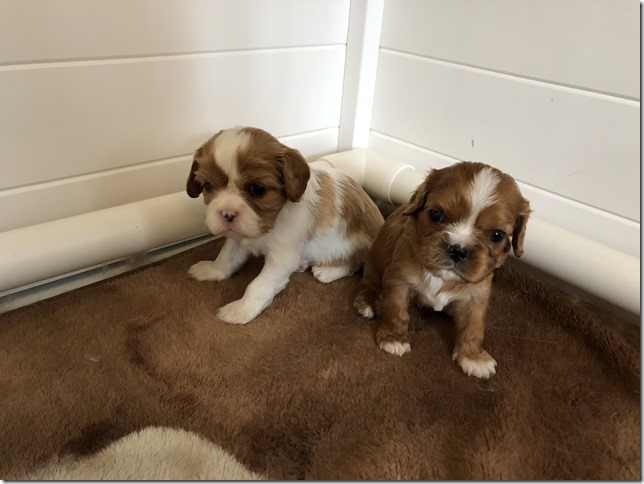 Jersey & King pups at 4 weeks.