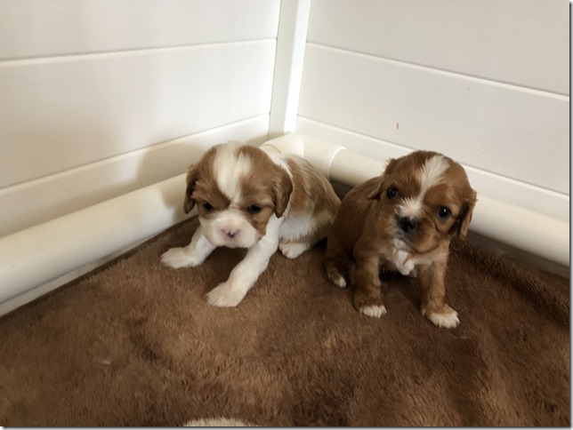 Jersey & King pups at 4 weeks.