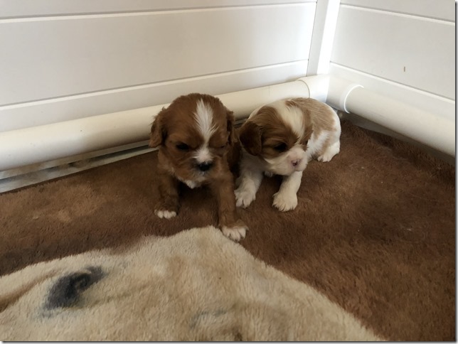 Jersey & King pups at 4 weeks.