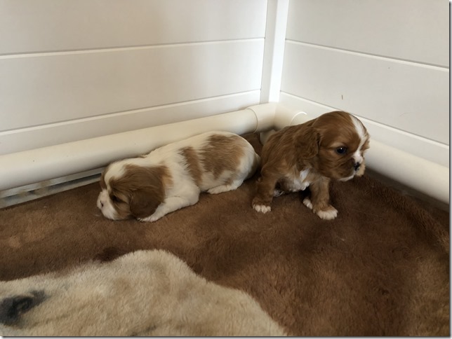 Jersey & King pups at 4 weeks.