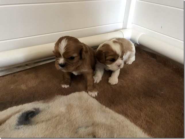 Jersey & King pups at 4 weeks.