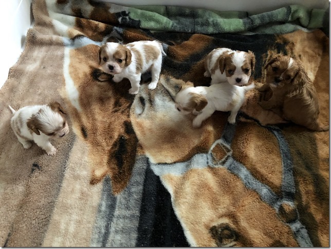 Jersey & King pups 5 weeks old.