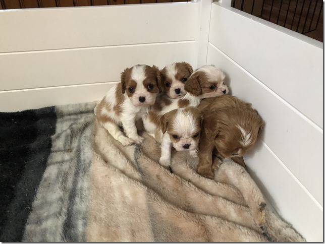 Jersey & King pups 5 weeks old.