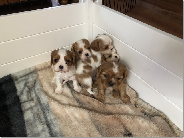 Jersey & King pups 5 weeks old.