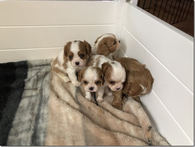 Jersey & King pups 5 weeks old.