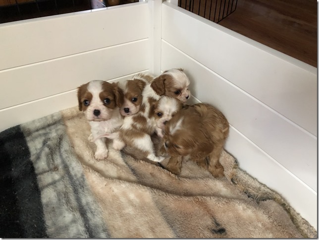 Jersey & King pups 5 weeks old.