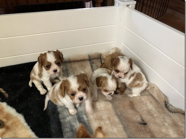 Jersey & King pups 5 weeks old.