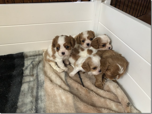 Jersey & King pups 5 weeks old.