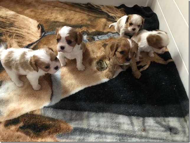Jersey & King pups 5 weeks old.