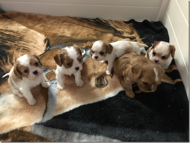 Jersey & King pups 5 weeks old.