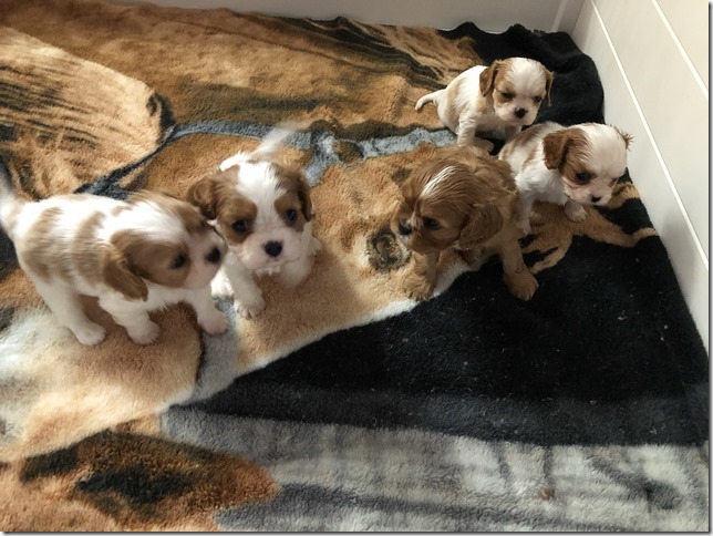 Jersey & King pups 5 weeks old.