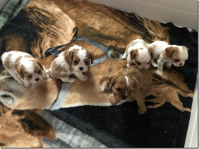 Jersey & King pups 5 weeks old.