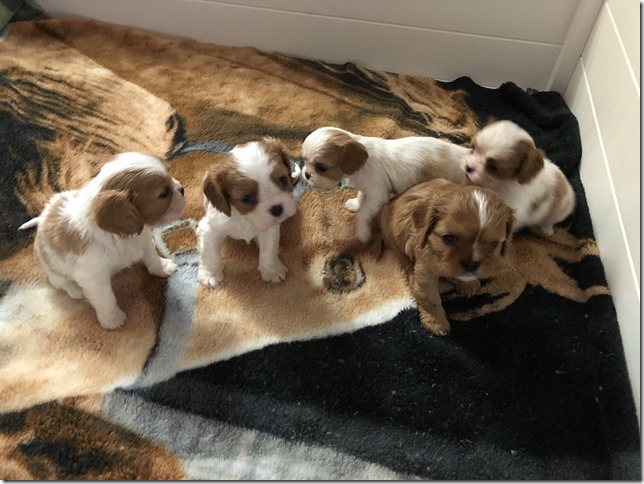 Jersey & King pups 5 weeks old.