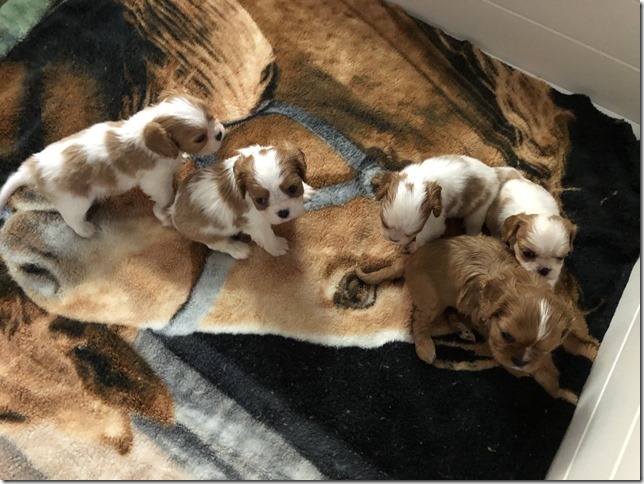 Jersey & King pups 5 weeks old.
