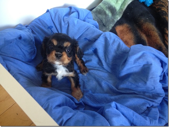 Juno at 7+ weeks old