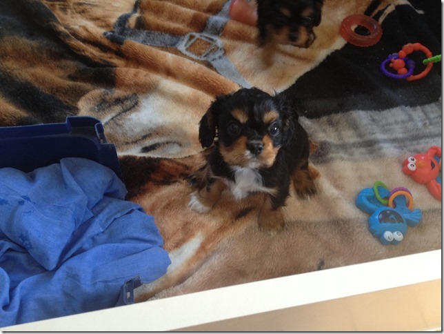 Juno at 7+ weeks old