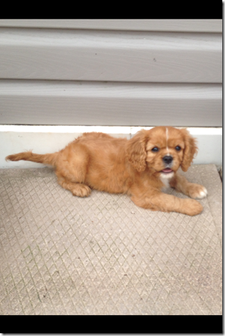 Lucy at 8 weeks old