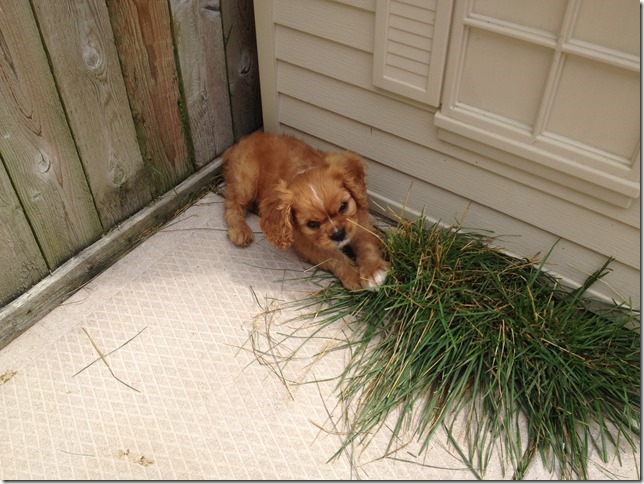Lucy at 8 weeks