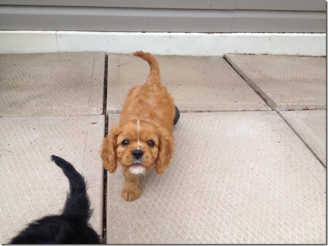Lucy at 8 weeks