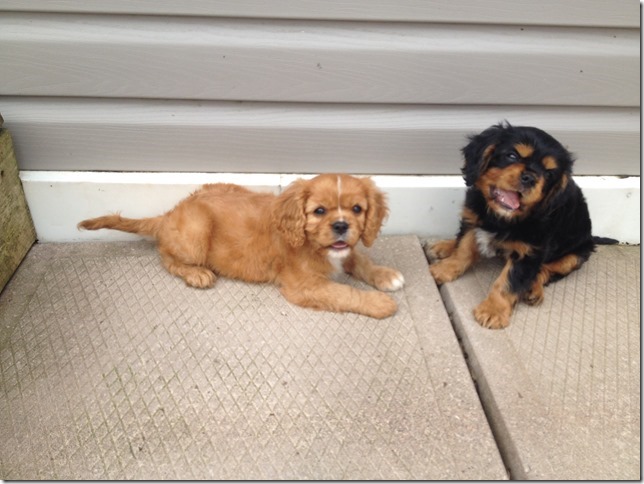 Lucy & Toby
