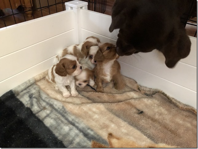 Mardy with Jersey & King Pups