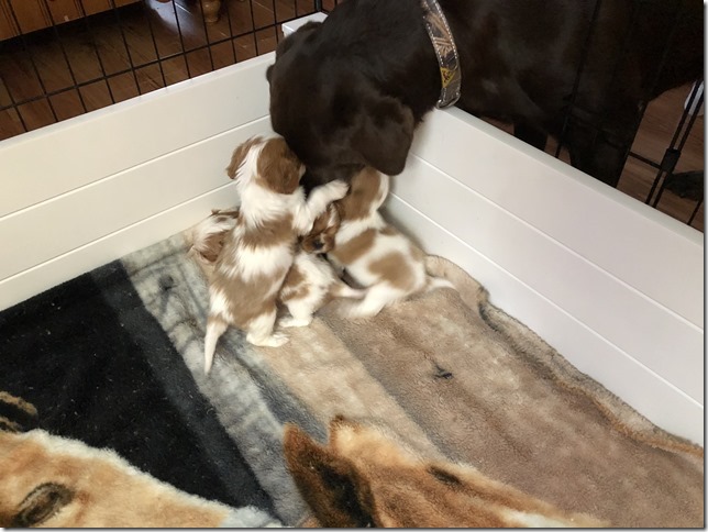 Mardy with Jersey & King Pups