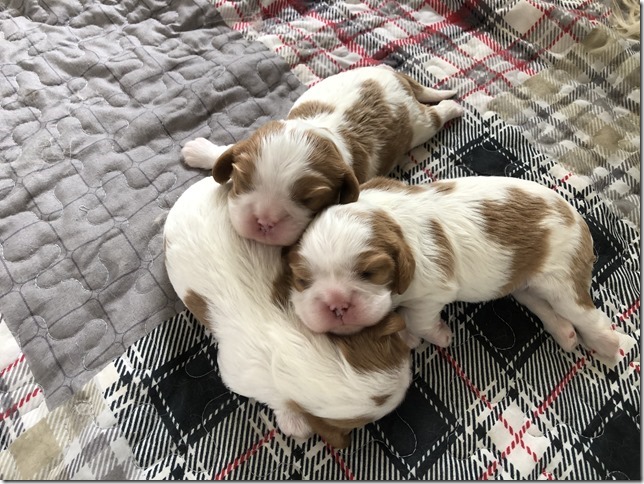 Mindy & King Pups at 1 1/2 weeks old.
