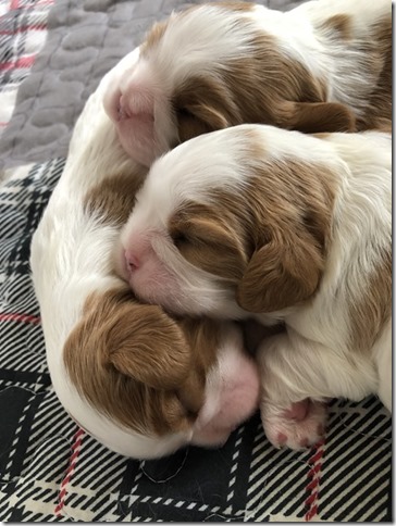 Mindy & King Pups at 1 1/2 weeks old.