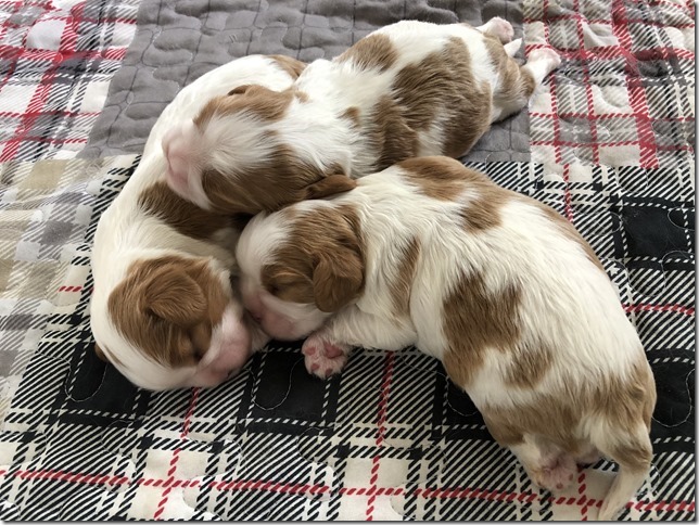 Mindy & King Pups at 1 1/2 weeks old.