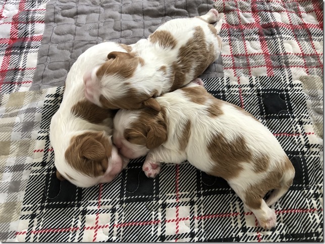 Mindy & King Pups at 1 1/2 weeks old.
