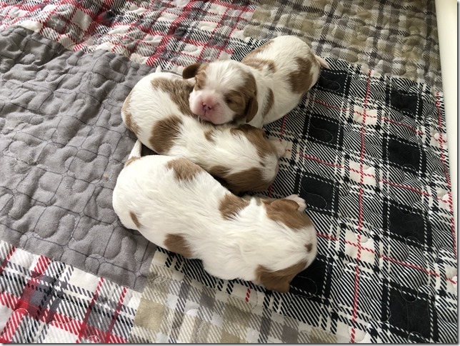 Mindy & King Pups at 1 1/2 weeks old.