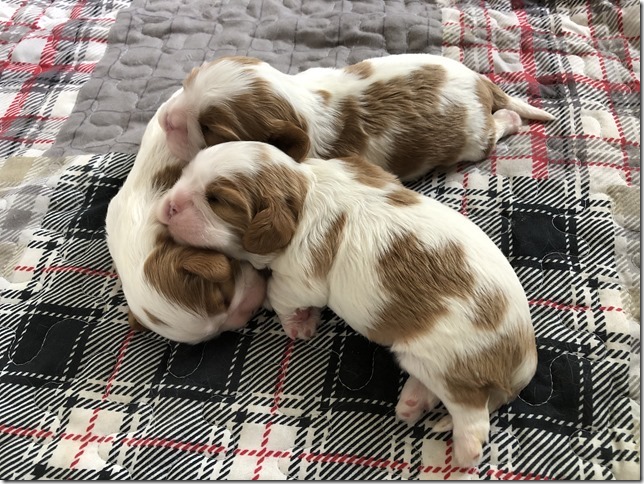 Mindy & King Pups at 1 1/2 weeks old.
