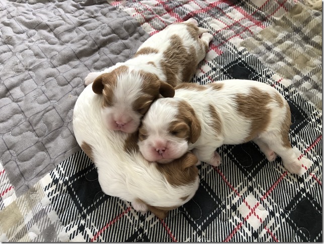 Mindy & King Pups at 1 1/2 weeks old.