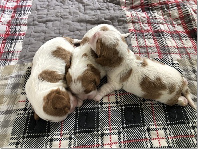 Mindy & King Pups at 1 1/2 weeks old.