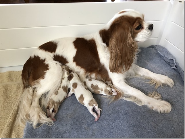 Mindy with her pups same day born.
