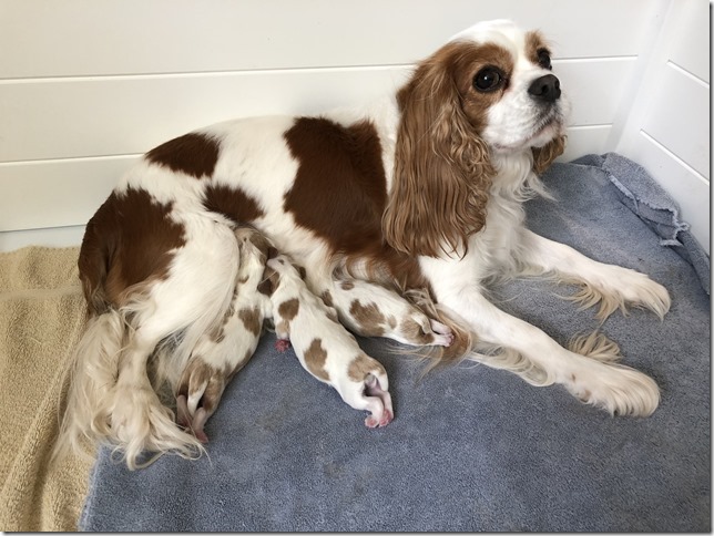 Mindy with her pups same day born.