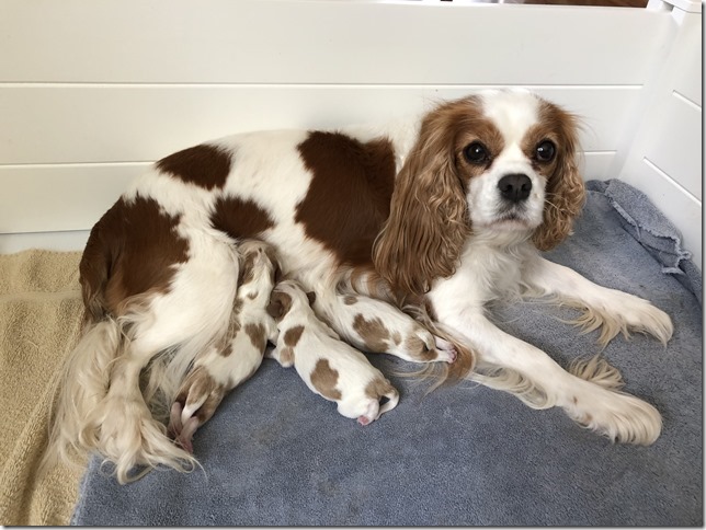 Mindy with her pups same day born.