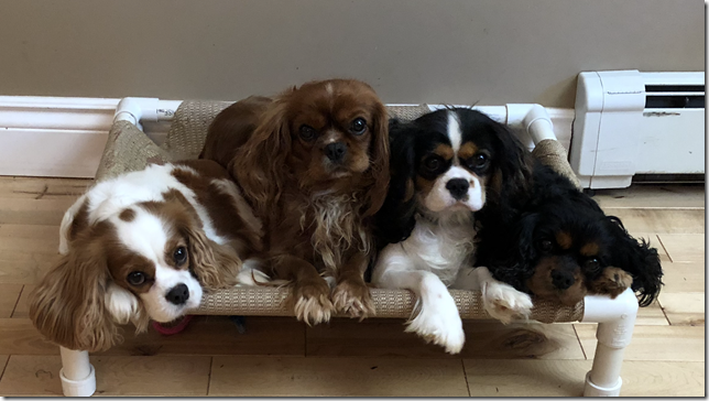 Mindy, Jersey, Jenny and Ashes Oct. 16th, 2018