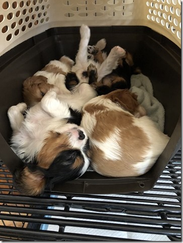 Mindy & Piper Pups 5 & 5.5 weeks old.