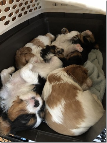 Mindy & Piper Pups 5 & 5.5 weeks old.