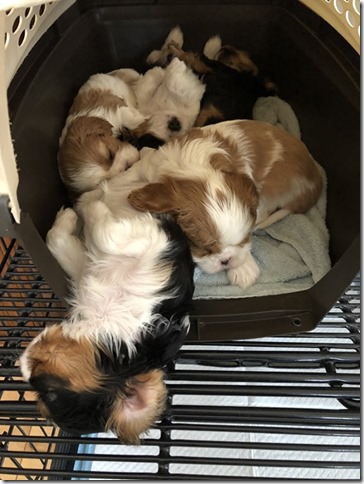 Mindy & Piper Pups 5 & 5.5 weeks old.