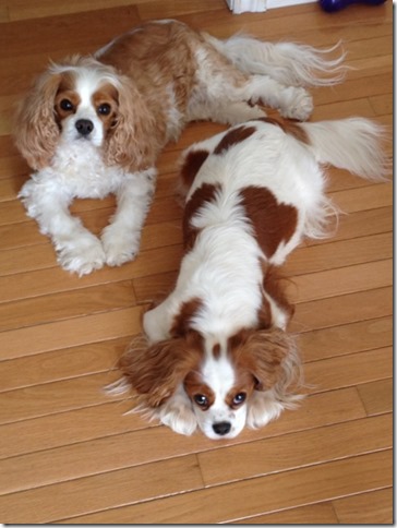 Mindy relaxing with Riley.