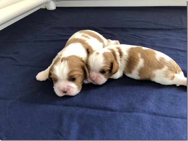 Mindy & King pups April 22nd, 2019